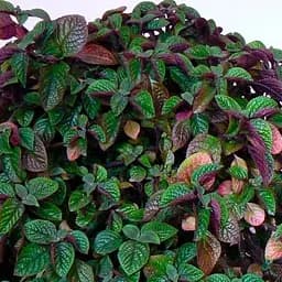 Саджанець Agro-Market Плектрантус реснітчастий Nico (ампельний) (64360)