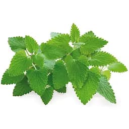 Змінний картридж Click & Grow Котяча м'ята 3 капсули (7465)