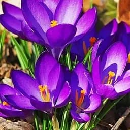 Крокус ботанический "Ruby Giant" (размер 5/7, средний) 5 шт (17216)