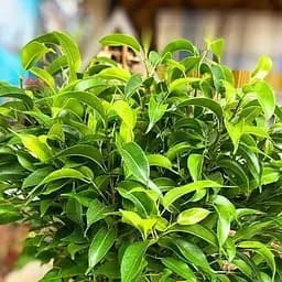 Саджанець Agro-Market Фікус Бенджаміна (Ficus) Benjamin (50622)