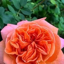 Роза чайно-гибридная Agro-Market Золотой рассвет Golden dawn ярко-оранжевая премиальный цветочный ароматный сорт 1 шт. в упаковке (61709)