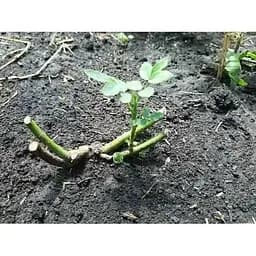 Троянда англійська Agro-Market Едем саджанець класу АА+ вищий сорт 1 шт. в упаковці (15982) - мініатюра 2
