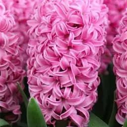 Гиацинт "Anna Marie" 2 шт (17242)