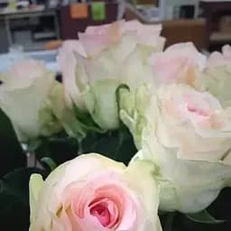 Троянда чайно-гібридна Agro-Market Сеньйорита саджанець класу АА+ вищий сорт 1 шт. в упаковці (181335)