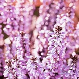 Саджанець Agro-Market Верес вічнозелений Samara (44145)