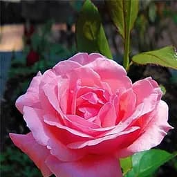 Троянда чайно-гібридна Agro-Market ніжно-рожева Жіноче щастя Woman's happiness саджанець класу АА+ преміальний крупноцветковий сорт 1 шт. в упаковці (19945)