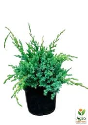 Саджанець Agro-Market Ялівець китайський 3-річний Blue Alps S3 висота 30-40 см 1 шт. в упаковці (62786) - мініатюра 3