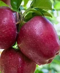 Саджанець Agro-Market Яблуня Роял Ред Делішес (зимовий сорт, пізній термін дозрівання) 1 шт. в упаковці (40027)