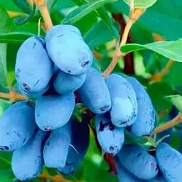 Саджанець Agro-Market Жимолість Аврора (середній термін дозрівання, високоврожайний сорт) 2-річна С2 1 саджанець (176947)