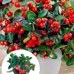 LMTD Гаультерія Agro-Market Big Berry із плодами (висота 15-25см) (182536) 1 саджанець в упаковці кімнатний  - мініатюра 4