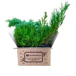 Саджанець Agro-Market Ялівець скельний Блю Ерроу (Blue Arrow) горщик P9 (25864) 1 шт. в упаковці - мініатюра 2