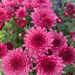 Хризантема мультифлора шаровидная "Blanchett Pink" (189649) 1 саженец