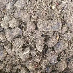 100 г иван-чай ферментированный с облепихой сушеный - свежий урожай