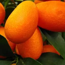 Саженец Agro-Market Кумкват Реале (саженец 2 года) (49507) 1 шт. в упаковке