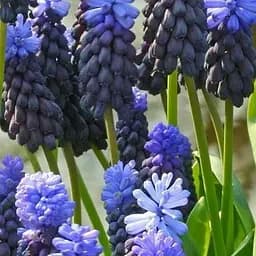 Мускари "Latifolium" (размер 5/+, средний) 5 шт (17206)