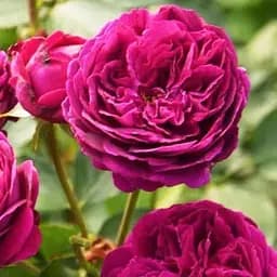 Роза английская Agro-Market Фальстаф саженец класса АА+ высший сорт 1 шт. в упаковке (62127) 