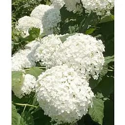 Гортензія 3-х літня деревоподібна "Annabelle" (61518) 1 саженец