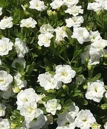 Калібрахоа Calita Double Snow (контейнер № 10 висота 10-15 см) Agro-Market 1 саджанець в упаковці (64410)