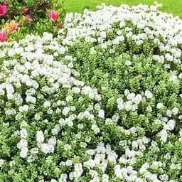 Хебе товстолиста 2-х річна Agro-Market (Hebe pinguifolia) С2 висота 15-25 см (115274) 1 саджанець в упаковці  - мініатюра 2