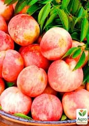 Саджанець Agro-Market Персик Фрост (літній сорт, середній термін дозрівання) 1 шт. в упаковці (39955) - мініатюра 2