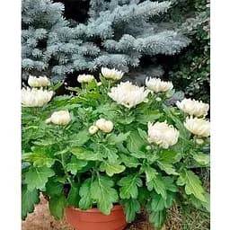 Хризантема "Komodo Blanc" (низкоросла крупноквіткова) (176427) 1 саженец