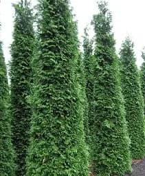 Саджанець Agro-Market Туя складчаста Martin С3 висота 30-40 см 1 шт. в упаковці (101965)