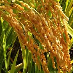 Оріза "Oryza sativa" (рис посівний) С1,5 (183989) 1 саджанець