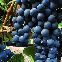 Саженец Agro-Market Виноград Ливадийский черный (идеальный для виноделия, ранне-средний срок созревания, имеет оптимальные показатели кислотности и сахаристости) 1 шт. в упаковке (38135)