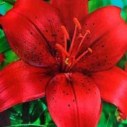 Лилия "California" 1 шт (17605) 1 шт