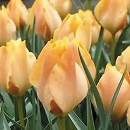 Тюльпан "Orange Breeze" 3 шт (16909)