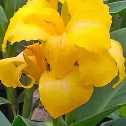 Канна Низькоросла "Yellow Futurity" (176265) 1 шт