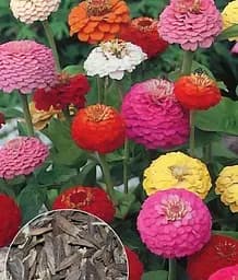 Насіння Весна Цинія Ліліпут суміш, на вагу, ціна за 4 г (22430)