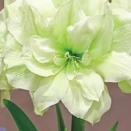 Гиппеаструм махровый «Marilyn» (Амариллис) (190860) 1 шт