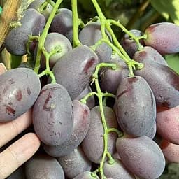 Саджанець Agro-Market Виноград кишмиш Лускунчик (ранній солодкий сорт селекції США) 1 шт. в пакуванні (182238)