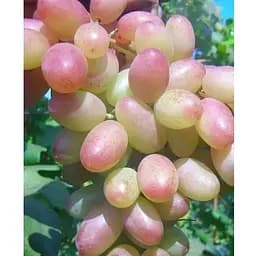 Саженец Agro-Market Виноград Мечта Фермера (ранний, двухполый, сочный) (184238) 1 шт.