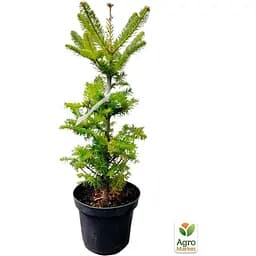 Саджанець Agro-Market Ялиця Бальзамічна 3-х річна (Abies balsamea) висота 30-40 см (120423) - мініатюра 4