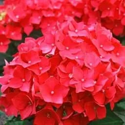 Гортензия Agro-Market Fiery beauty крупнолистная красная 1 саженец в упаковке (35831)