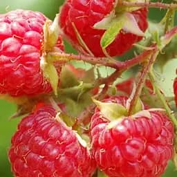 Малина ремонтантная Agro-Market "Амира" (итальянская селекция, транспортабельный сорт) 1-летний саженец (185341) 1 шт в упаковке