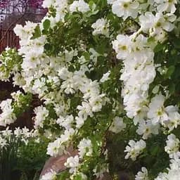 Екзохорда "Magical Springtime" (горщик Р9) (188539) 1 саженец