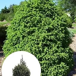 Ель обыкновенная Agro-Market Compacta ком/сетка диаметр 70-80 см 185204 1 саженец в упаковке