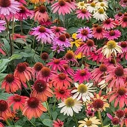 Эхинацея "Cheyenne Spirit MIX" вазон С2 (189798) 1 саженец