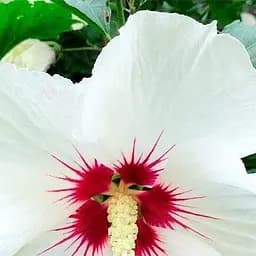 Саджанець Agro-Market Гібіскус білий Квітка любові (Flower of Love) (преміальний красивоцветущий сорт) (48946)