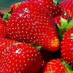 Саджанець Agro-Market Полуниця Бурбон (ремонтантний сорт) 5 шт. в пакуванні (44705)