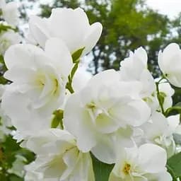 Саджанець Agro-Market Жасмин садовий махровий Вірджинал (солодкий, досить сильний аромат) (120909)