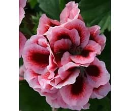 Саженец Agro-Market Пеларгония Королевская Novita Classic Salmon Black Eye (116347) 1 шт. в упаковке