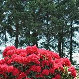 Саджанець Agro-Market Рододендрон гібридний Busuki (181213)