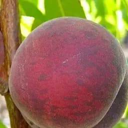 Саджанець Agro-Market Персик Красна девиця (літній сорт, середньо-пізній термін дозрівання) (17587) 1 шт. в упаковці