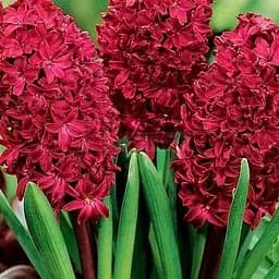 Гиацинт "Woodstock" (размер 14/15, большой) 2 шт (17213)