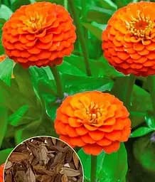 Семена Весна Циния Сахара, по весу, цена за 4 г (178106)