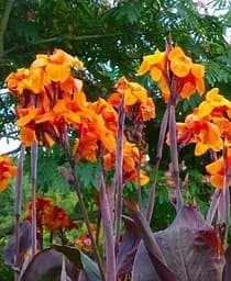 Саженец Agro-Market Канна темнолистая Wyoming 1 шт. в упаковке (49626)